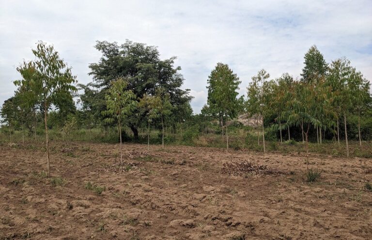 Land Corruption